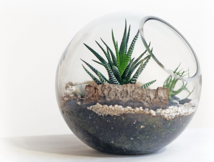 terrarium